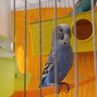 مرغ عشق دستی|پرنده|مشهد, شهید معقول|دیوار