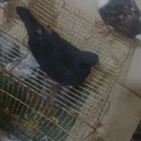 شیش عدد کبوتر