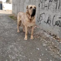 سگ نگهبان .