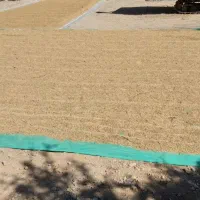 شلتوک کامفیروزی