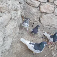 یال سیاه یال قهویی|پرنده|کازرون, |دیوار