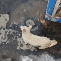 سگ پاپی|سگ|مشهد, همت آباد|دیوار