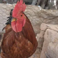 خروس جوان بااین شماره تماس بگیر توی توضیحات