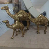 شتربرنز سه عدد نونو