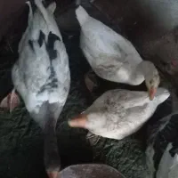 چهارعدد غاز فروشی