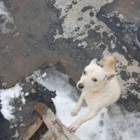 سگ پاپی|سگ|مشهد, همت آباد|دیوار