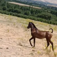 فروش