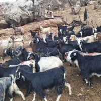 فروش بزچاق درفلکدین|حیوانات مزرعه|خرمآباد, |دیوار