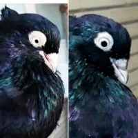 زاغ واکسی چشم نوک.برف|پرنده|رودان, |دیوار