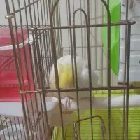 یک جفت عروس هلندی لوتینو کارداده|پرنده|پاکدشت, پاکدشت (مامازند)|دیوار