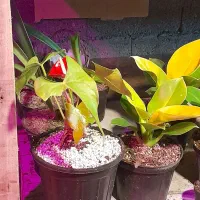 زیباترین گلها را در دهکده یاس برایتان شارژ کردیم