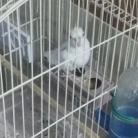 عروس،هلندی|پرنده|شیراز, کوشک میدان|دیوار