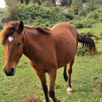 فروش مادیان ارام وخاموش|اسب و تجهیزات اسب‌سواری|لاهیجان, بازکیاگوراب|دیوار