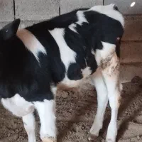 گوساله نر|حیوانات مزرعه|کاخک, |دیوار