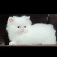 گربه پرشین بریتیش اصل