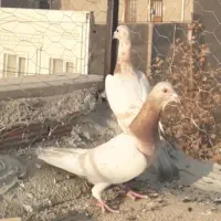 چند تا حیوان  فروش