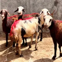 4 راس میش جوان فروشی