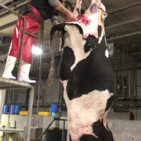 خرید فروش گاو گوشتی گاو افتاده خر ید ا ریم|حیوانات مزرعه|تاکستان, |دیوار