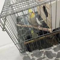 عروس هلندی فروش فوری