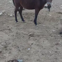 مادیان|اسب و تجهیزات اسب‌سواری|نظرآباد, احمد آباد|دیوار