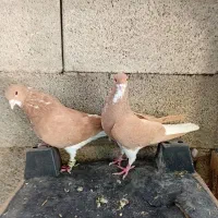 جفت شهری|پرنده|شیراز, ارم|دیوار