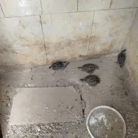 بلدرچین تخم گذار