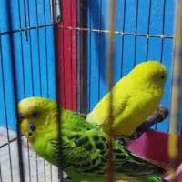 مرغ عشق مولد|پرنده|امیدیه, |دیوار