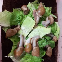 حلزون آچاتینا بالغ تخم گذار|خزنده|تبریز, |دیوار