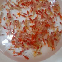 فروش عمده ماهی قرمز گلفیش مستقیم از مزرعه