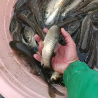 ماهی امور و کپور|ماهی|سنگر, |دیوار