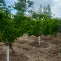 باغ ویلا مسکونی ۵۰۰ متری ملکی داخل بافت روستا