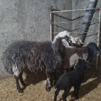 بره نر نژاد شال