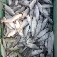 ماهی گاریز جنگل کورزین