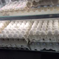 فروش تخم مرغ
