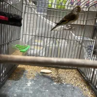 سهره قناری|پرنده|کرج, حیدرآباد|دیوار