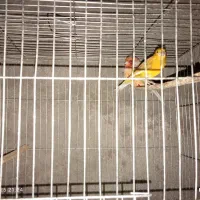 جفت قناری گلستر بارنگ کمیاب|پرنده|بم, |دیوار