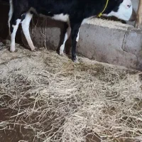 گاو یا لیشه فقیر