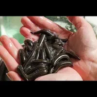 فروش زالو طبی کاملا بهداشتی با قرنطینه بالا