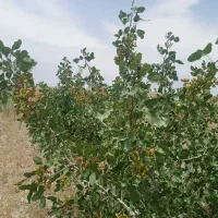 فروش باغ پسته