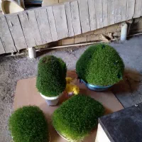 سبزه برای تمام مراسمات