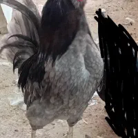 مرغ گلین|حیوانات مزرعه|اهواز, اسلام آباد غربی|دیوار