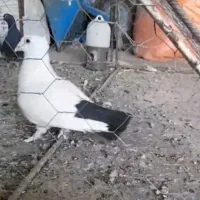 کبوتر نر دمسیا با نرو ماده سیاه رسمی