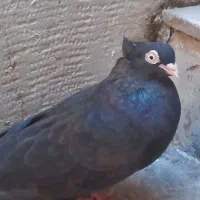 کبوتر زاغ آبادانی|پرنده|اهواز, کوی رمضان|دیوار
