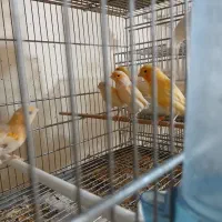 قناری سوخته قرمز