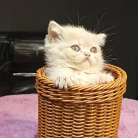 بچه گربه های برتیش کاراملی