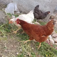 تعدادی مرغ تخمگذار