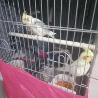 جفت عروس هلندی اهلی و سخنگو