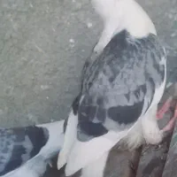 کبوتر دوبال شامی|پرنده|رامیان, |دیوار