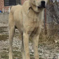 واگذاری سگ|سگ|ماکو, |دیوار