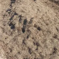 کاه ماش خرمن‌کوب